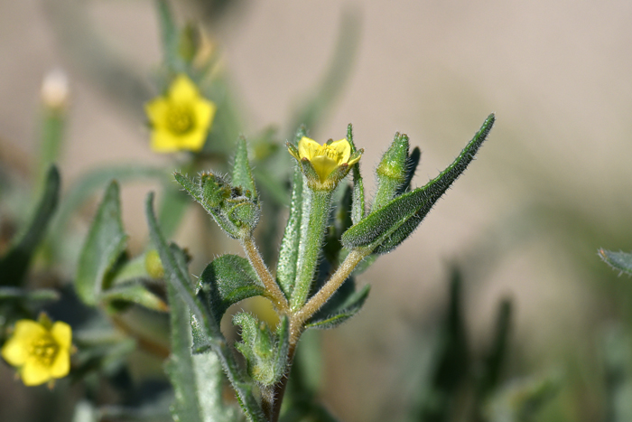 Whitestem Blazingstar has 5 sepals and 5 petals with are hairy inflorescence. This species is found in elevations ranging from 1,000 to 7,000 feet. Mentzelia albicaulis